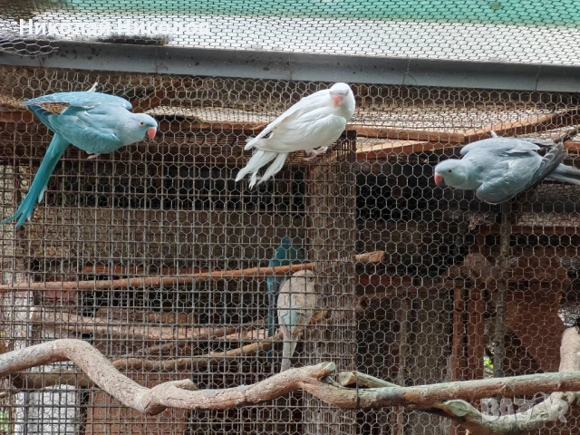 Малки александри, снимка 14 - Папагали - 51972524