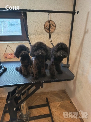 Мини пуделчета, снимка 9 - Пудели - 52762580