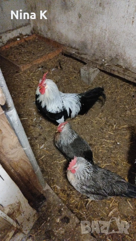 петли за продаване