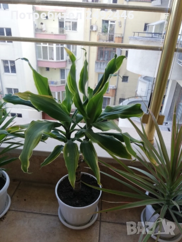 Драцена франгас