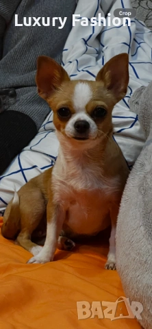 Чихуахуа кученца , снимка 10 - Чихуахуа - 54217329