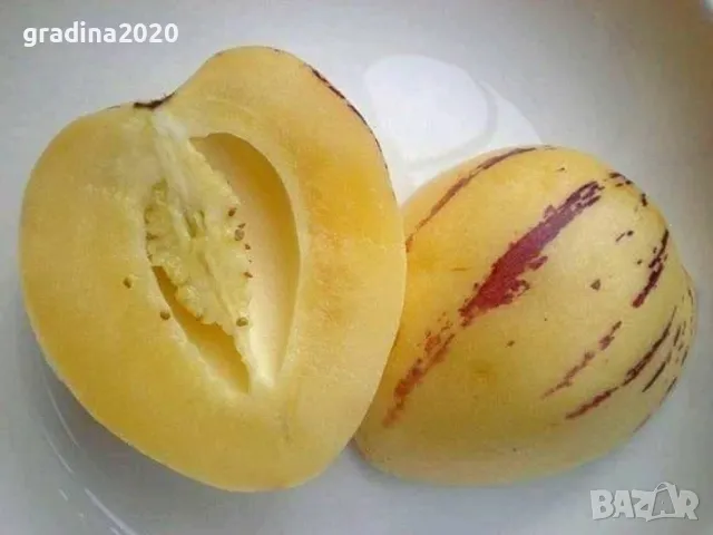 Пепино -Пъпешово дърво СЕЗОННА РАЗПРОДАЖБА !!!, снимка 2 - Разсади - 50425686