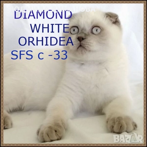 Шотландско момиче със сини очи , снимка 2 - Британска късокосместа - 52925461