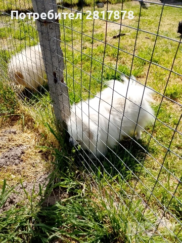 мини шпиц померан , снимка 3 - Померан - 54297697