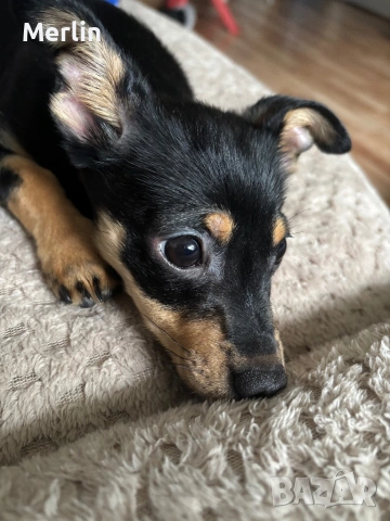 Подарявам мъжко пинчер на 4 месеца, снимка 3 - Акита - 53592007