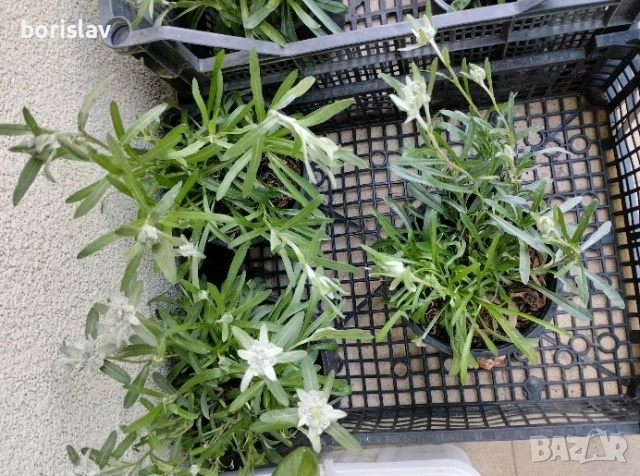 Студоустойчив Еделвайс, снимка 4 - Градински цветя и растения - 42489941