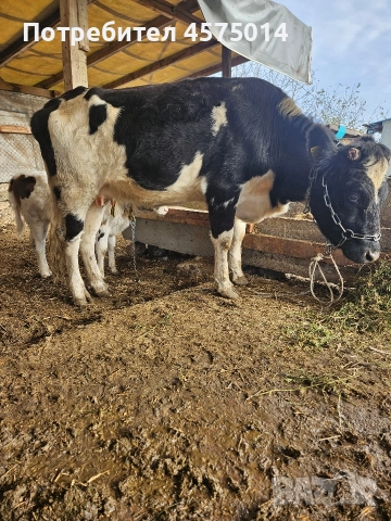 крава и теленце