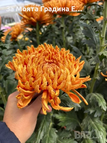 Хризантема разсад за юни месец!!, снимка 2 - Разсади - 54032482