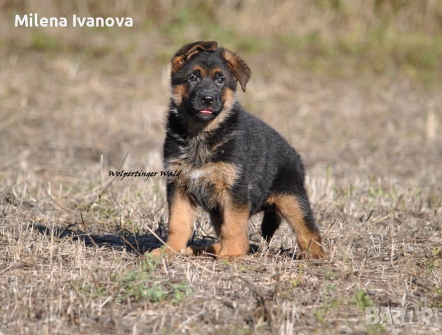 Отлично мъжко куче за разплод , снимка 5 - Немска овчарка - 51534737