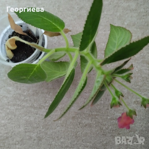 комплект колерия и ахименес , снимка 3 - Градински цветя и растения - 53498563