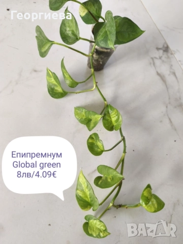 филодендрон, маранта, аглаонема, снимка 7 - Стайни растения - 50859161