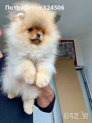 Померан мини померанче