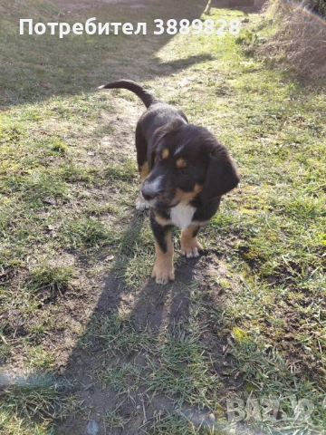 Две мъжки.Между Каракачанка и Ловджийски куче 