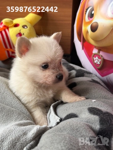 Померанчета , снимка 2 - Померан - 54131480