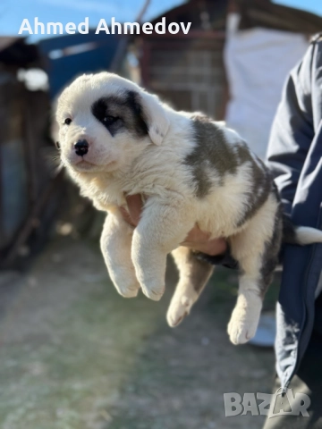 Кученца, Кавказка овчарка-Алабай, снимка 12 - Кавказка овчарка - 52955623