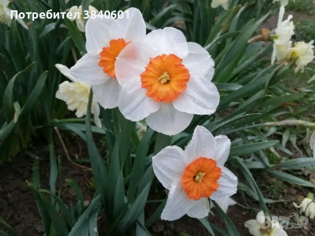 Нарциси (10 луковици) 