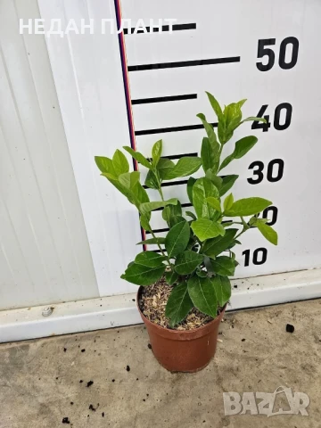 Лавровишна новита/Prunus laurocerasus "Novita", снимка 2 - Градински цветя и растения - 51047205