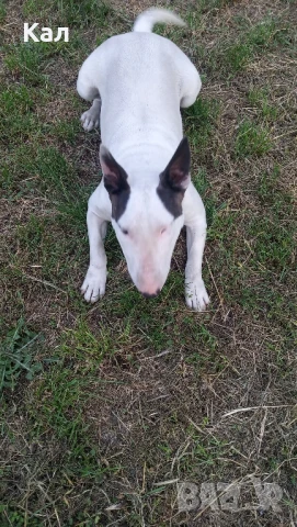 Бултериер , снимка 3 - Бултериер - 50586052