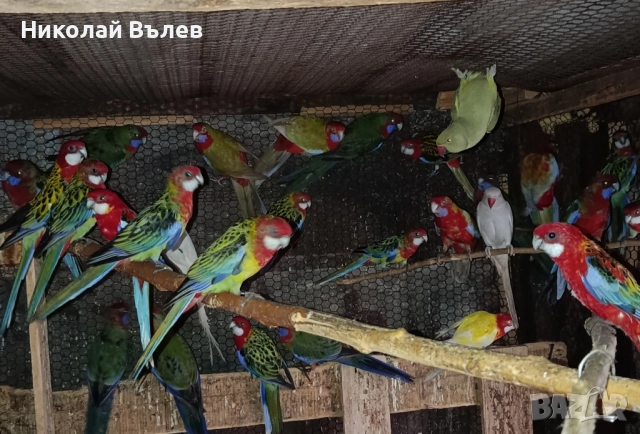 Розели и пенанти, снимка 4 - Папагали - 52582207
