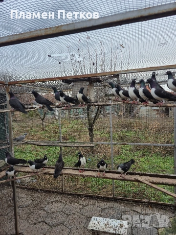 Унгарска калугерка (лястовица), снимка 4 - Гълъби - 53062566