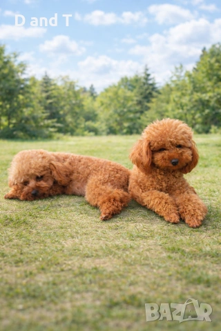 Той пудел & Мини пудел, Fci, Genetic, PL, снимка 8 - Пудели - 54209072