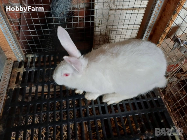 Зайци цика, снимка 4 - Други - 53220401