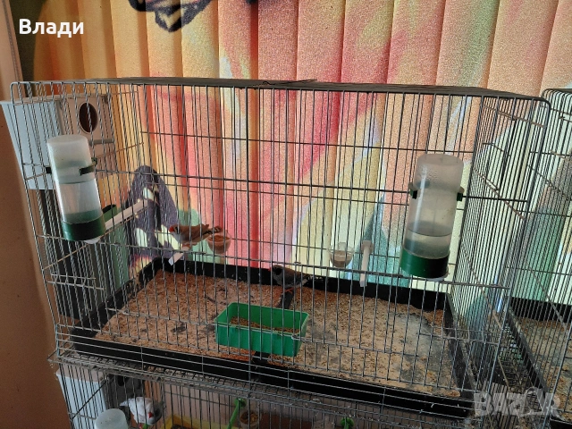 Зеброви амадини джъмбо, снимка 4 - Амадини - 54250789