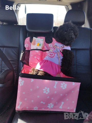 Мини пудел кученце – , снимка 6 - Пудели - 53813226