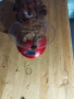 Tea Cup Пуделче, снимка 5