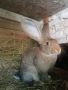 Зайци Белгийски великан  , снимка 2