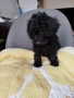 Мини пудел/Mini poodle , снимка 7