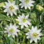 Пасифлора бяла, снимка 1 - Градински цветя и растения - 45716984