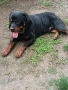Ротвайлер мъжки , снимка 4