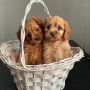 Cavapoo кученца, снимка 1