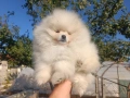 Померан/Померани, снимка 6