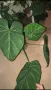 Philodendron Gloriosum , снимка 2