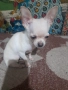 Продавам чихуахуа, снимка 3
