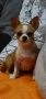 Чихуахуа кученца , снимка 10