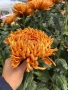 Хризантема разсад за юни месец!!, снимка 2