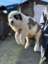 Кученца, Кавказка овчарка-Алабай, снимка 12