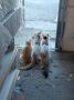 СПЕШНО Женски котета сестричета, снимка 1 - Други - 44951425