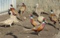 Колхидски фазан, снимка 1 - други­ - 45269088