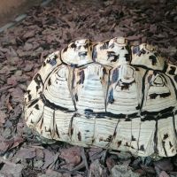 Леопардови костенурки, снимка 4 - Костенурки - 45452156