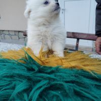 Продавам куче., снимка 9 - Померан - 45340929