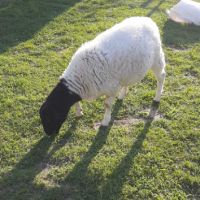Продавам овце порода Дорпер, снимка 1 - Овце - 45687561