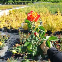 Храстовидни рози!!, снимка 7 - Градински цветя и растения - 45702417