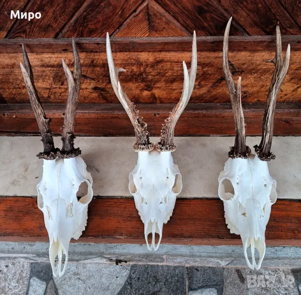 Трофей от сръндаци.Рога.3бр, снимка 1