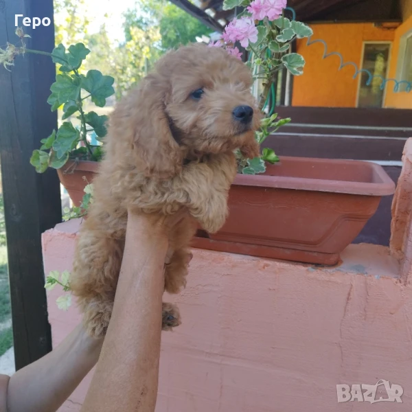 кокери, снимка 1