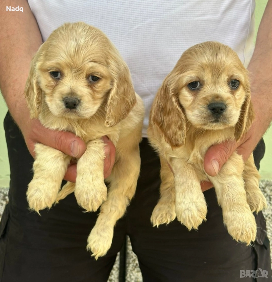 Кокер шпаньол Страхотни , снимка 1