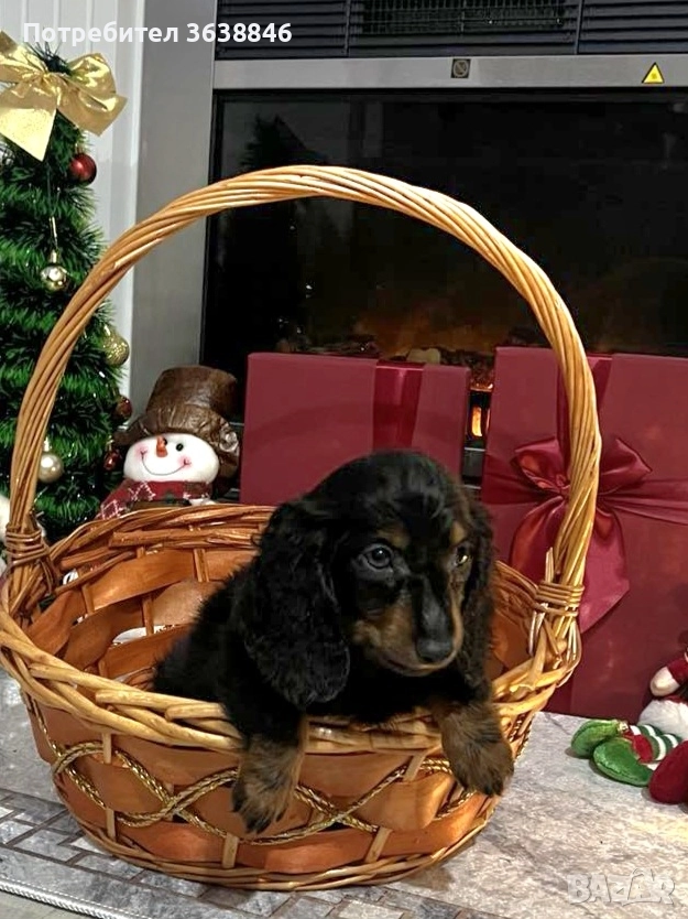 Мини,миниатюрни дакели дългокосмести, снимка 1